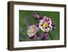 Columbine, USA-Lisa Engelbrecht-Framed Photographic Print