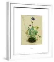 Columbine-Albrecht Dürer-Framed Collectable Print