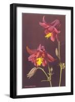 Columbine-null-Framed Art Print