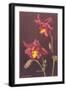 Columbine-null-Framed Art Print