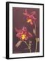 Columbine-null-Framed Art Print