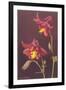 Columbine-null-Framed Art Print