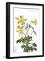 Columbine-null-Framed Art Print