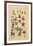 Columbine-null-Framed Giclee Print