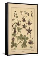 Columbine-null-Framed Stretched Canvas