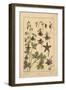 Columbine-null-Framed Giclee Print