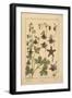 Columbine-null-Framed Giclee Print