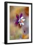 Columbine-Jacky Parker-Framed Giclee Print