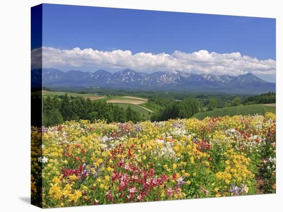 Columbines and Mt. Tokachi Range-null-Stretched Canvas