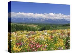 Columbines and Mt. Tokachi Range-null-Stretched Canvas