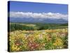 Columbines and Mt. Tokachi Range-null-Stretched Canvas