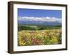 Columbines and Mt. Tokachi Range-null-Framed Premium Photographic Print