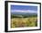 Columbines and Mt. Tokachi Range-null-Framed Premium Photographic Print