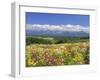 Columbines and Mt. Tokachi Range-null-Framed Premium Photographic Print