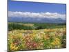 Columbines and Mt. Tokachi Range-null-Mounted Premium Photographic Print