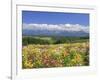 Columbines and Mt. Tokachi Range-null-Framed Photographic Print