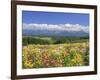 Columbines and Mt. Tokachi Range-null-Framed Photographic Print