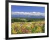 Columbines and Mt. Tokachi Range-null-Framed Photographic Print