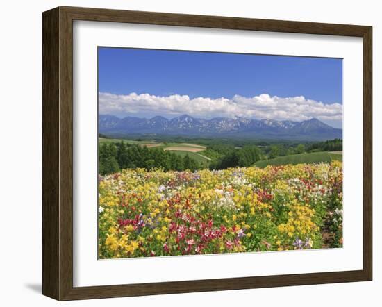 Columbines and Mt. Tokachi Range-null-Framed Photographic Print