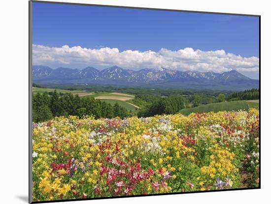 Columbines and Mt. Tokachi Range-null-Mounted Photographic Print