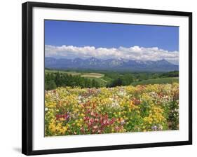 Columbines and Mt. Tokachi Range-null-Framed Photographic Print