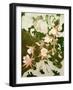 Columbines-Valerie Daniel-Framed Giclee Print