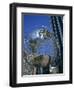 Columbus Circle, Central Park West, New York City, New York, Unit6Ed States of America-Renner Geoff-Framed Photographic Print