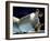 Columbus Module of the ISS, Artwork-David Ducros-Framed Photographic Print
