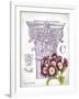 Column & Flower C-Gwendolyn Babbitt-Framed Art Print