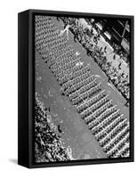 Columns of Us Coast Guard Marching in Independence Day Parade Up Fifth Avenue-Andreas Feininger-Framed Stretched Canvas