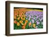 Colurful Day-inlove-Framed Photographic Print