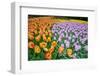 Colurful Day-inlove-Framed Photographic Print