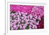 Colurful Day-inlove-Framed Photographic Print