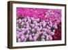 Colurful Day-inlove-Framed Photographic Print