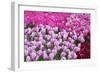 Colurful Day-inlove-Framed Photographic Print