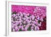 Colurful Day-inlove-Framed Photographic Print