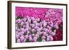 Colurful Day-inlove-Framed Photographic Print