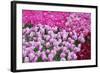 Colurful Day-inlove-Framed Photographic Print