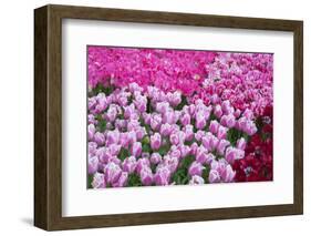 Colurful Day-inlove-Framed Photographic Print