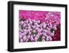 Colurful Day-inlove-Framed Photographic Print