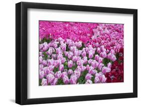 Colurful Day-inlove-Framed Photographic Print