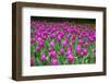 Colurful Day-inlove-Framed Photographic Print