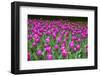 Colurful Day-inlove-Framed Photographic Print