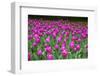 Colurful Day-inlove-Framed Photographic Print