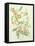 Colutea Arbordscens Media-Matilda Conyers-Framed Stretched Canvas