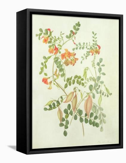 Colutea Arbordscens Media-Matilda Conyers-Framed Stretched Canvas