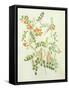 Colutea Arbordscens Media-Matilda Conyers-Framed Stretched Canvas