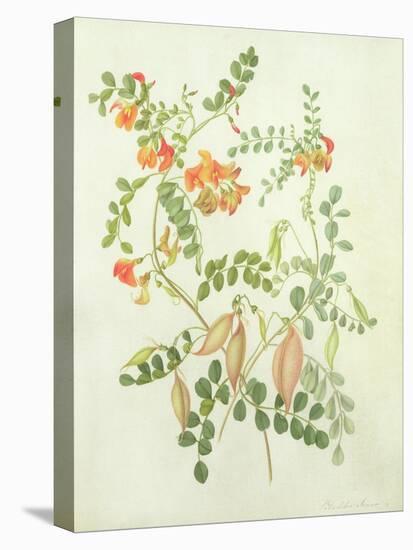 Colutea Arbordscens Media-Matilda Conyers-Stretched Canvas