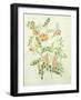 Colutea Arbordscens Media-Matilda Conyers-Framed Giclee Print