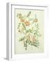 Colutea Arbordscens Media-Matilda Conyers-Framed Giclee Print